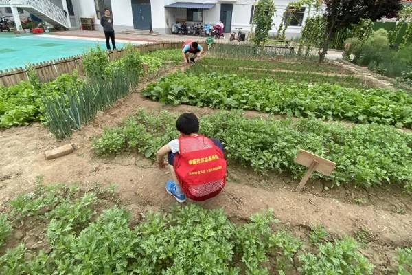 芥蓝霜霉病如何防治，收获之后需要及时清园