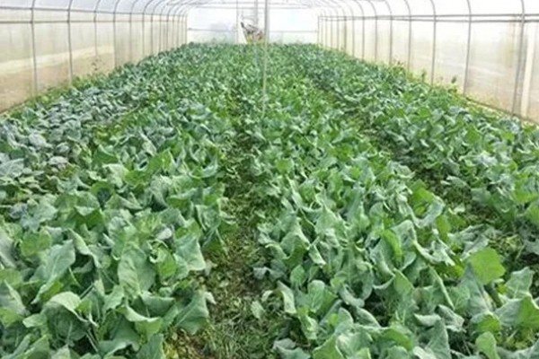 芥蓝霜霉病如何防治，收获之后需要及时清园