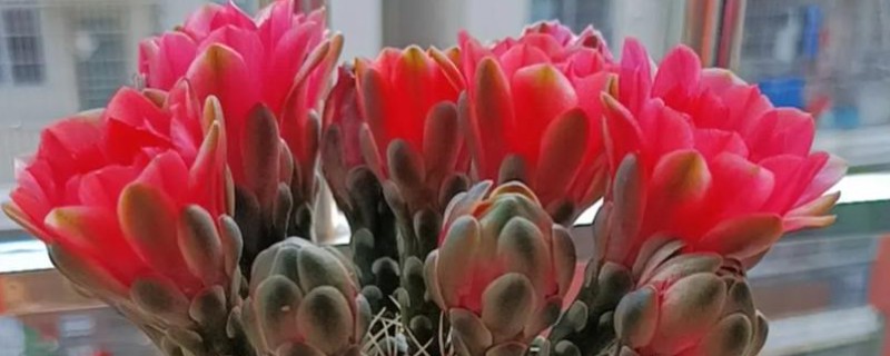 绯花玉繁殖小球的方法,可播种繁殖也可分球繁殖