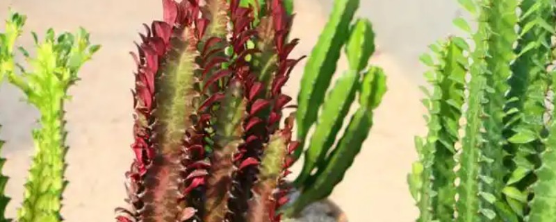 龙骨叶子发黄脱落怎么处理,需及时剪掉黄叶