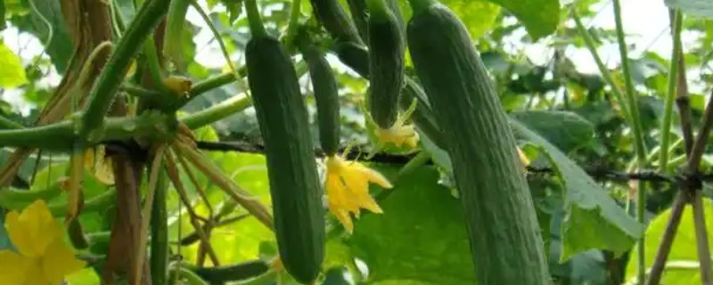 黄瓜是喜阳还是喜阴，属于喜阳的作物