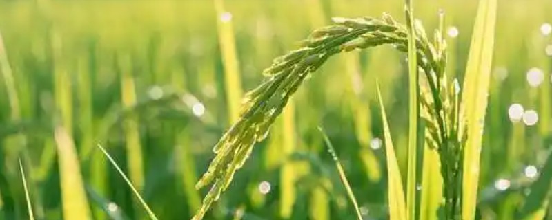 水稻病毒病的种类，有黑条矮缩病、橙叶病等