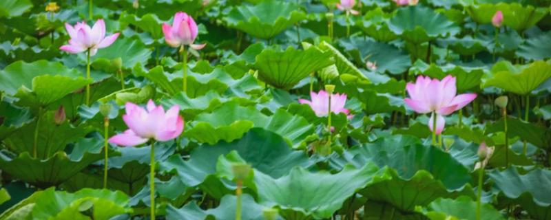 古劳水乡荷花最佳观赏时间，最佳时间在7-9月