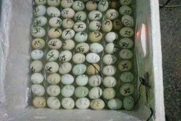 鹌鹑的饲养方法,根据日龄调整育雏箱的温度