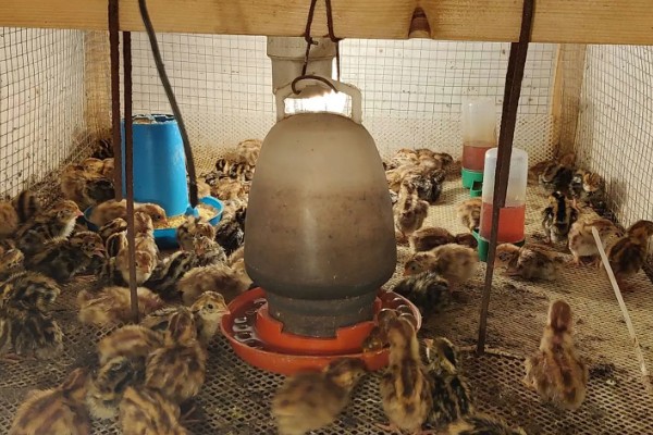 鹌鹑的饲养方法,根据日龄调整育雏箱的温度