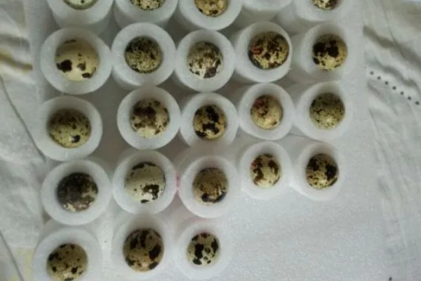 鹌鹑的饲养方法,根据日龄调整育雏箱的温度