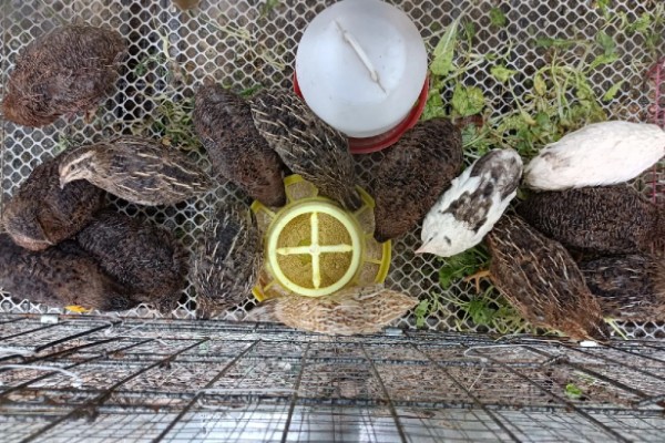 鹌鹑的饲养方法,根据日龄调整育雏箱的温度