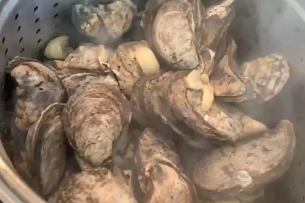 林黑文厚牡蛎的原产地，原产地在圣罗伦斯湾到西印度洋群岛