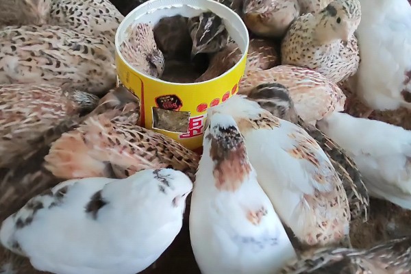 鹌鹑的饲养方法,根据日龄调整育雏箱的温度