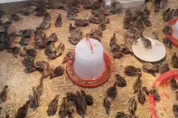 鹌鹑的饲养方法,根据日龄调整育雏箱的温度