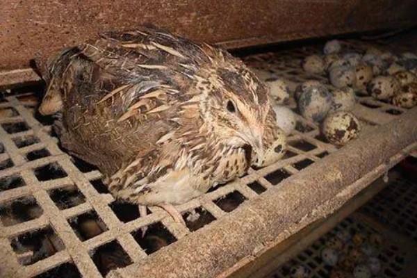 鹌鹑的饲养方法,根据日龄调整育雏箱的温度