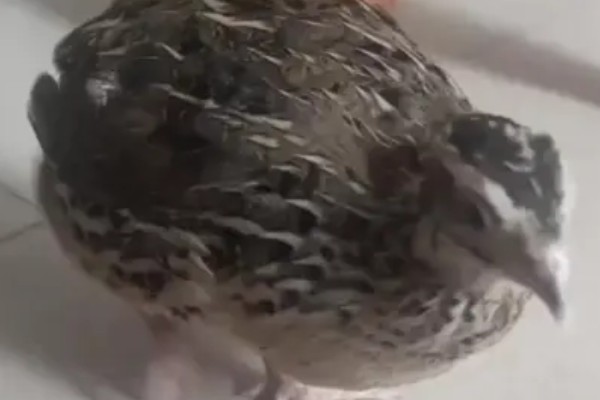 鹌鹑的饲养方法,根据日龄调整育雏箱的温度