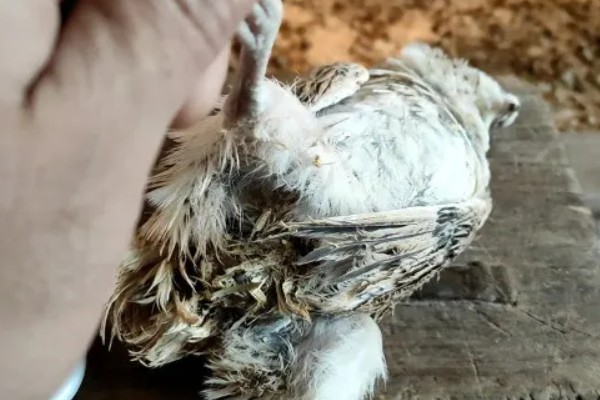 鹌鹑的饲养方法,根据日龄调整育雏箱的温度