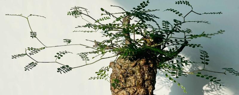 漆树叶子发黄的原因，可能是由于浇水过多所致