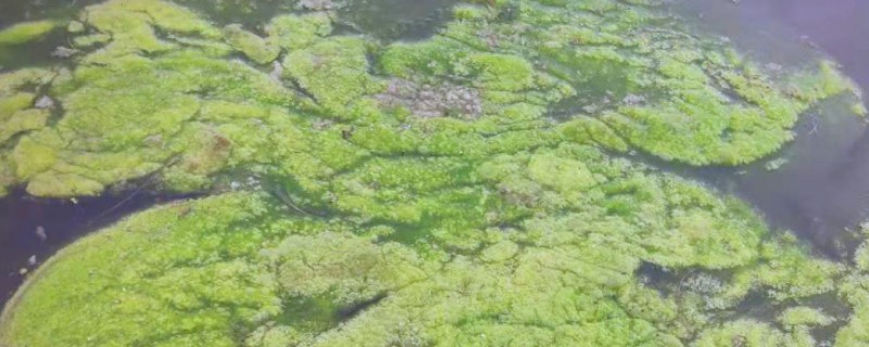 池塘青苔是如何形成的，主要是由真菌发展而来