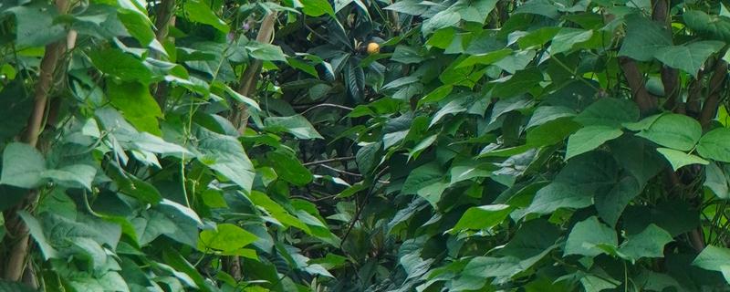 四季豆如何进行田间管理,爬苗时要及时追肥