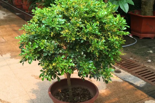 米兰掉叶子怎样解决，生长期间需有充足的光照