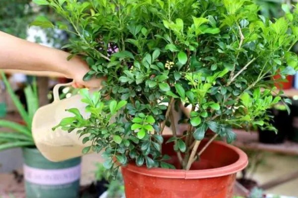 米兰掉叶子怎样解决，生长期间需有充足的光照