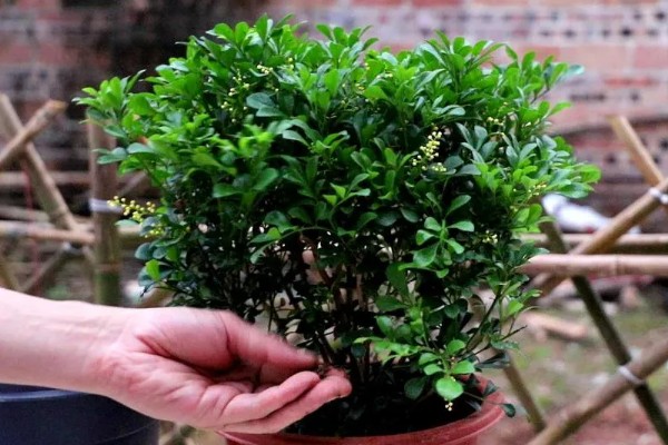 米兰掉叶子怎样解决，生长期间需有充足的光照