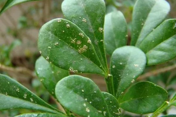 米兰掉叶子怎样解决，生长期间需有充足的光照