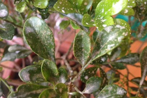 米兰掉叶子怎样解决，生长期间需有充足的光照