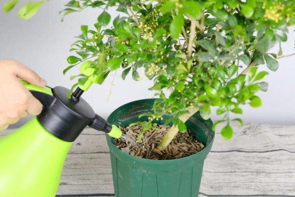 米兰掉叶子怎样解决，生长期间需有充足的光照