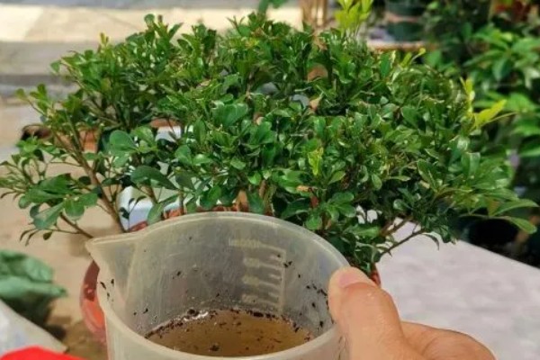 米兰掉叶子怎样解决，生长期间需有充足的光照