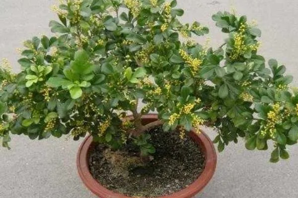 米兰掉叶子怎样解决，生长期间需有充足的光照