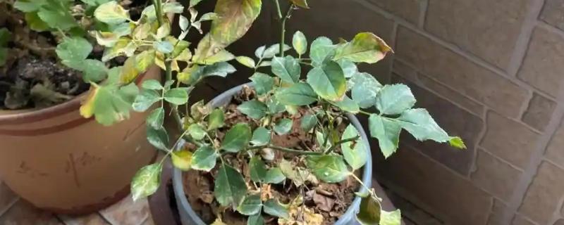 月季叶子干枯的原因，可能是浇水过多或光照不足所致