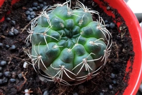 绯花玉繁殖小球的方法,可播种繁殖也可分球繁殖