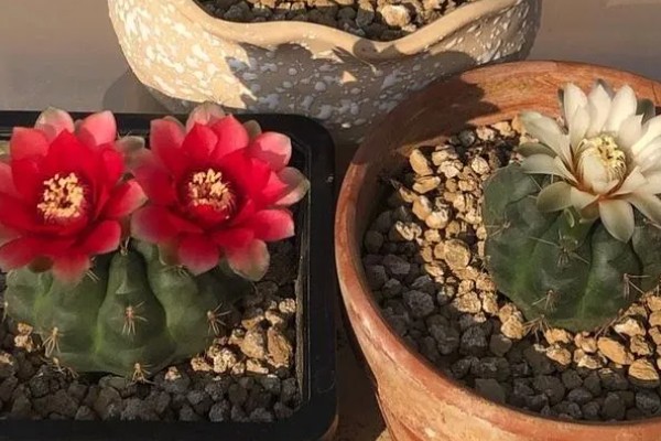 绯花玉繁殖小球的方法,可播种繁殖也可分球繁殖