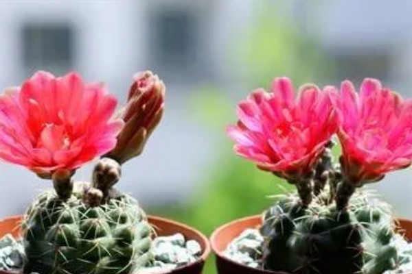 绯花玉繁殖小球的方法,可播种繁殖也可分球繁殖