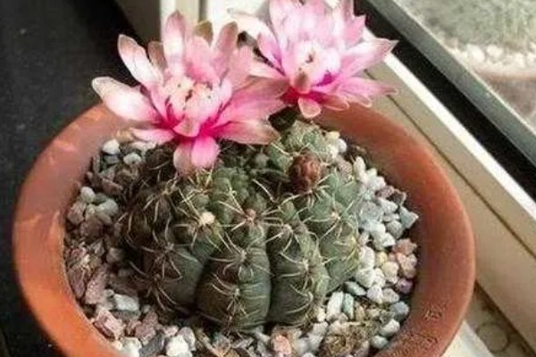 绯花玉繁殖小球的方法,可播种繁殖也可分球繁殖