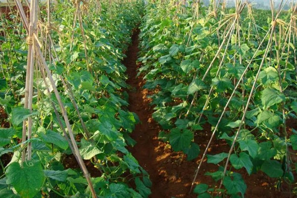 黄瓜是喜阳还是喜阴，属于喜阳的作物