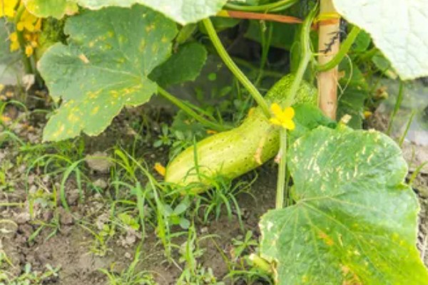 黄瓜是喜阳还是喜阴，属于喜阳的作物
