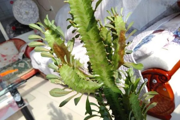 龙骨叶子发黄脱落怎么处理，需及时剪掉黄叶