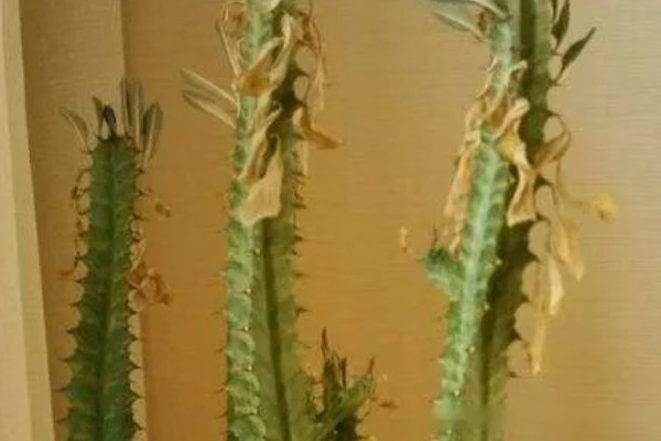 龙骨叶子发黄脱落怎么处理，需及时剪掉黄叶