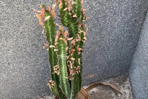 龙骨叶子发黄脱落怎么处理，需及时剪掉黄叶