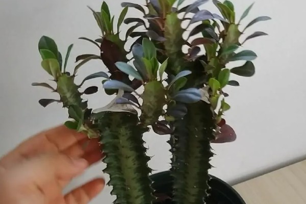 龙骨叶子发黄脱落怎么处理，需及时剪掉黄叶