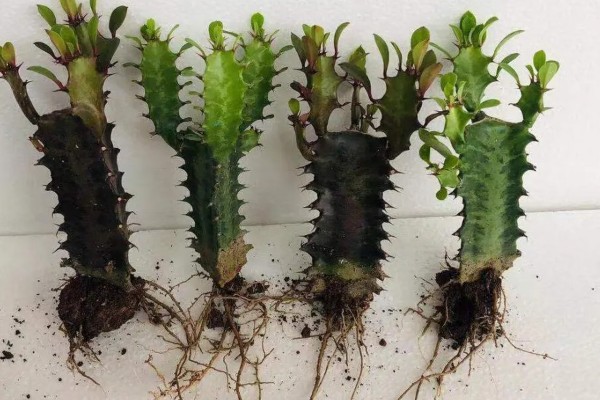 龙骨叶子发黄脱落怎么处理，需及时剪掉黄叶