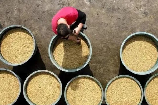 水稻病毒病的种类，有黑条矮缩病、橙叶病等