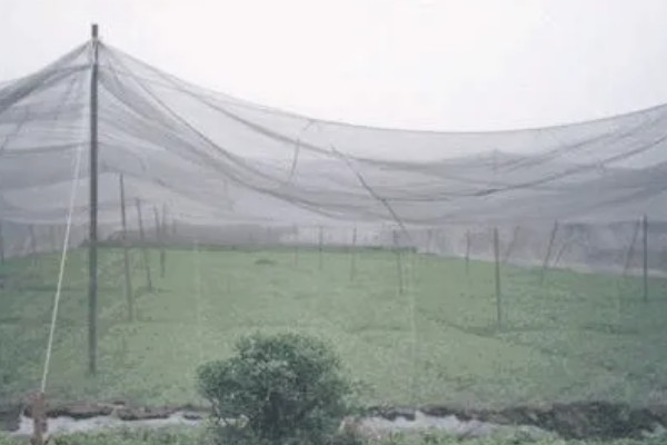 水稻病毒病的种类，有黑条矮缩病、橙叶病等