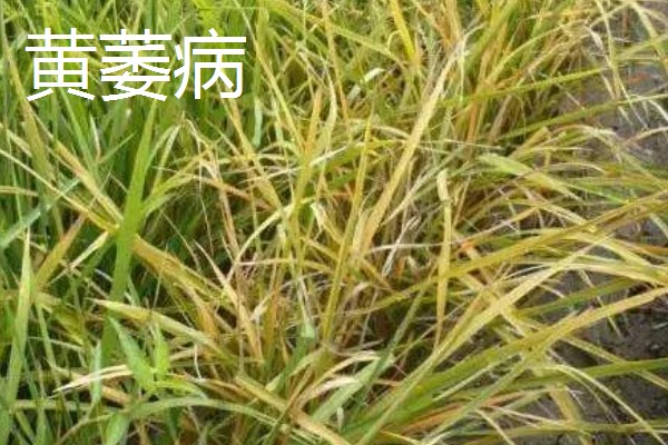 水稻病毒病的种类，有黑条矮缩病、橙叶病等