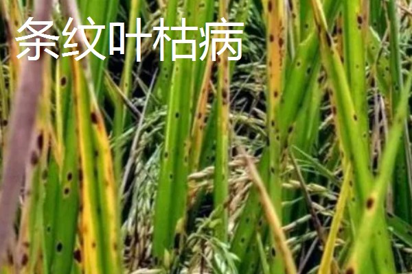 水稻病毒病的种类，有黑条矮缩病、橙叶病等