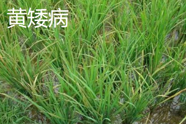 水稻病毒病的种类，有黑条矮缩病、橙叶病等