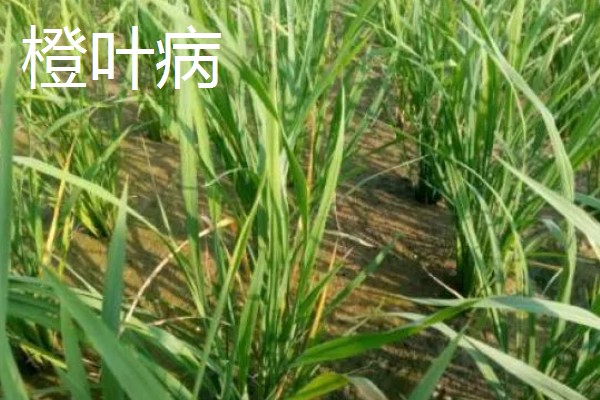 水稻病毒病的种类，有黑条矮缩病、橙叶病等