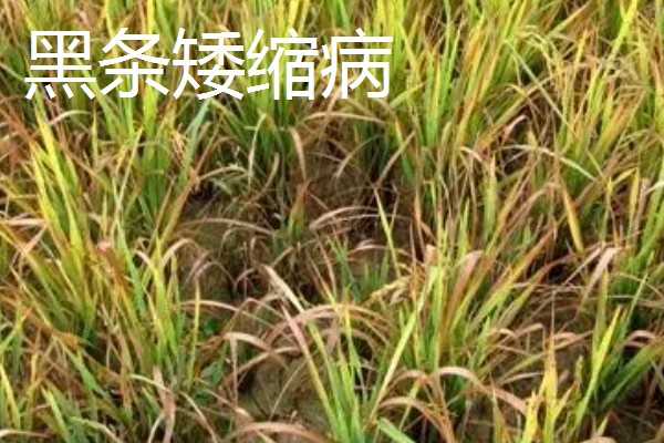 水稻病毒病的种类，有黑条矮缩病、橙叶病等