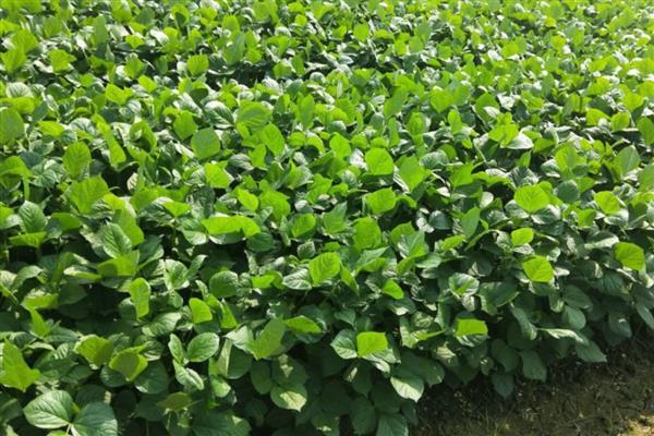 一亩地用多少红小豆种子，用种量通常为1.5公斤左右