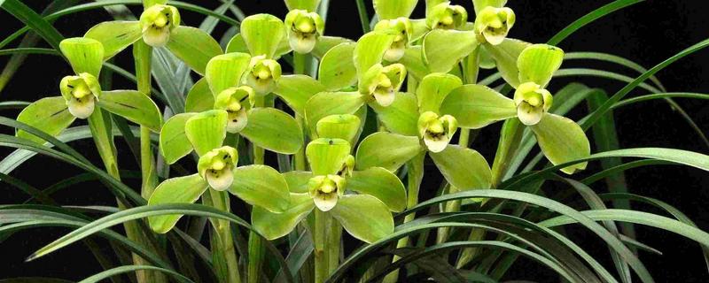 春兰花的品种，常见的有汤梅、西湖梅等