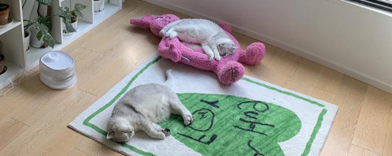 养猫不能养哪种植物,百合、蓖麻、常春藤、朱蕉等